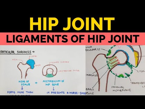 Hip Joint - 1 | Ligaments of Hip Joint