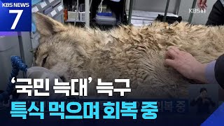 ‘국민 늑대’ 늑구 특식 먹으며 회복 중 / KBS  2026.04.18.