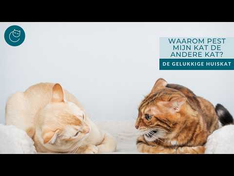 CAT BULLYING ANOTHER CAT? YOU NEED TO KNOW THIS! - The Happy House Cat | Cat Behavior