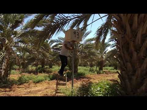 checking the Kestrels and Barn owl Boxes in jericho