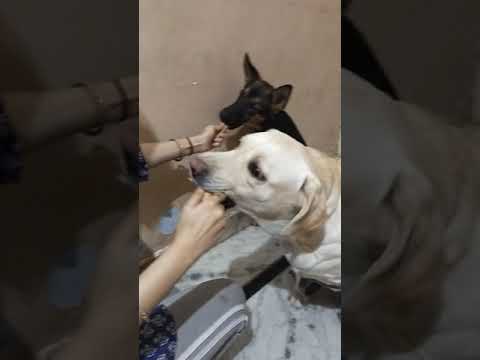 Labrador & german shepherd 's icecream time #dogs #pets