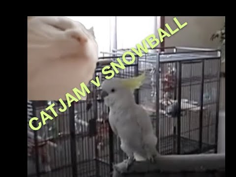 CatJam vs CockatooJam
