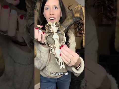 羊撞击脑袋为啥不晕 #羊 #山羊 #动物