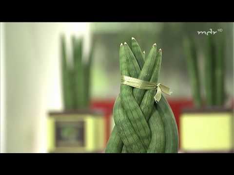 Bogenhanf: Überlebenskünstler und Luftverbesserer | MDR Garten