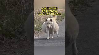 Download lagu A Woman Rescued This Dog 🐶❤ #shorts #shortvideo #dog mp3