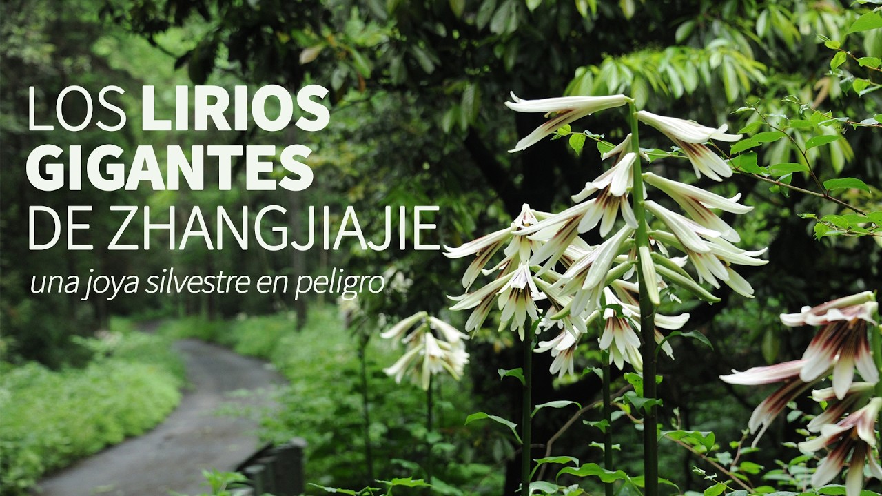 Los lirios gigantes de Zhangjiajie: una joya silvestre en peligro