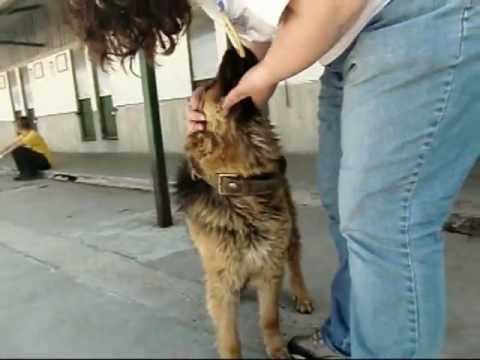 APASOS VITORIA-  YENI (REF: 120289) ADOPTADA!!