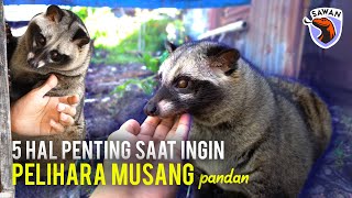 SIAPKAN 5 HAL INI SEBELUM KALIAN INGIN PELIHARA MUSANG ! #SAWAN