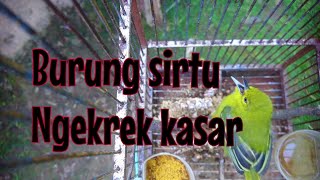 Download lagu Burung sirtu ngekrek kasar mp3