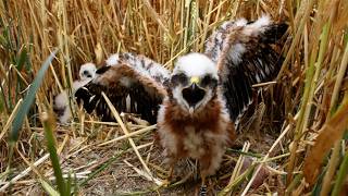 UK’s rarest bird of prey rears chicks at secret location to stop twitchers | SWNS