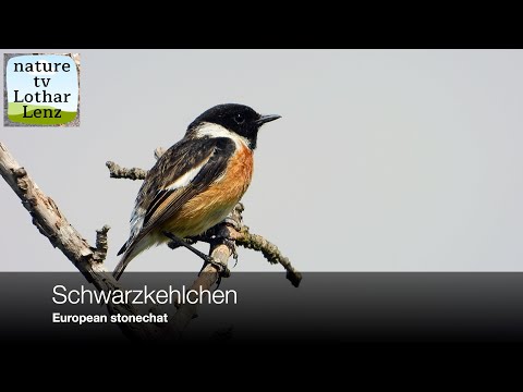 Pŕhľaviar čiernohlavý — biotop a fly-catching lov hmyzu