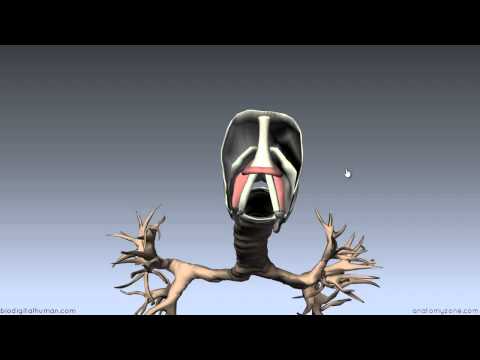 Introduction to Muscle Actions of the Larynx