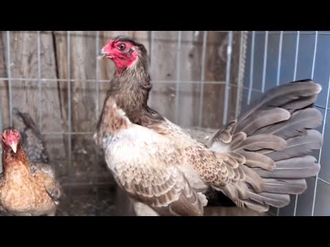 Beautiful Black Hennie Chocolate Grey Savala Fowl In Modesto California 🇺🇸