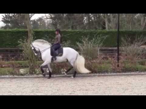 PRE Andalusian Dressage Stallion Argentino