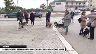 La benedizione degli animali in occasione di Sant'Antonio abate