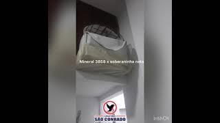 Pardo 