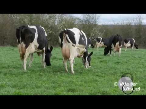 , title : 'Réalisation Films Vidéo Elevage , vaches Holstein pâture prairie  ray grass trèfle blanc'