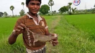 Rat Catching in Rice Field | Rat Hunting | How to trap Rats Hunter