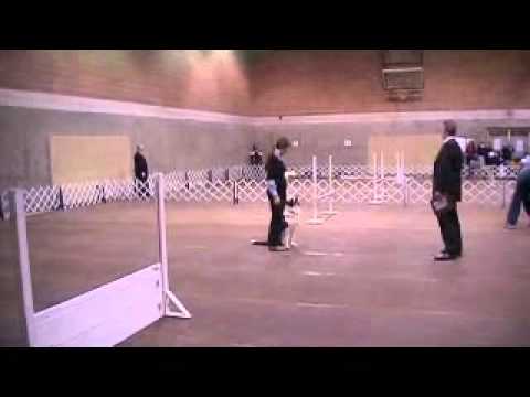 AKC utility obedience