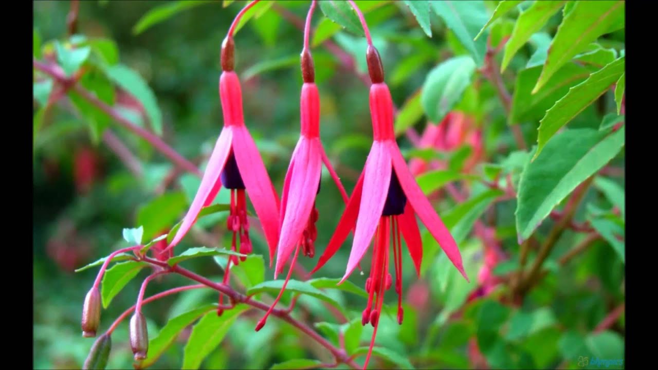 Na Chand Ho Na Suraj Ho Lyrics | Jadugar Daku | Ajit, Bela Bose | Mukesh Chand Mathur (Mukesh) | S. N. Tripathi