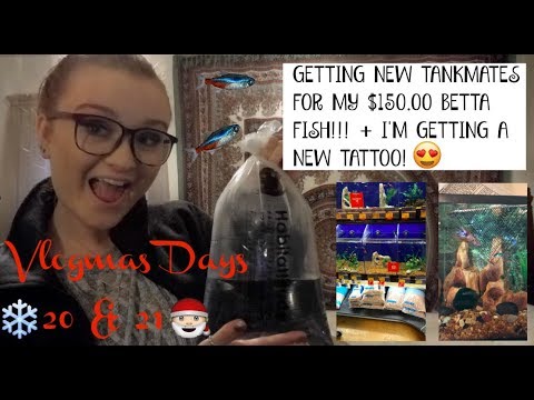 GETTING TANK MATES FOR MY $150 BETTA FISH & I'm getting a new tattoo! | Vlogmas days 20 & 21