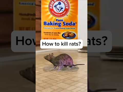 Can we kill rats without ordering expensive pet control services #youtubeshorts #remedies