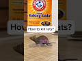 Can we kill rats without ordering expensive pet control services #youtubeshorts #remedies