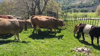 ‼ From meadow to meadow and in between they left ‼