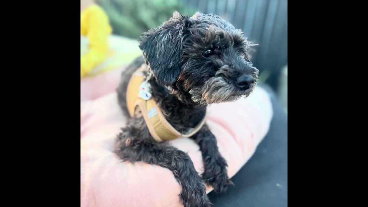 Enlarge TEDDY, a Adoptable mixed breed in Glendora, CA video 3/6