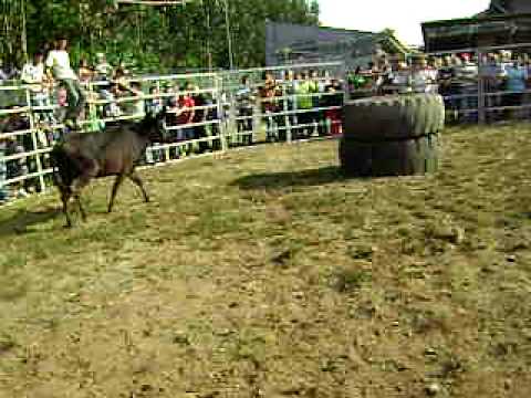 FESTAS SÃO JOÃO RAMIL 2010 garriadas