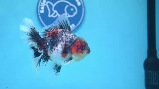 Download lagu Kirin Rose Tail Oranda (240412_OR5) mp3