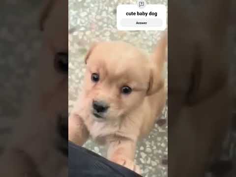 cute#baby dog#funny#niku vlog