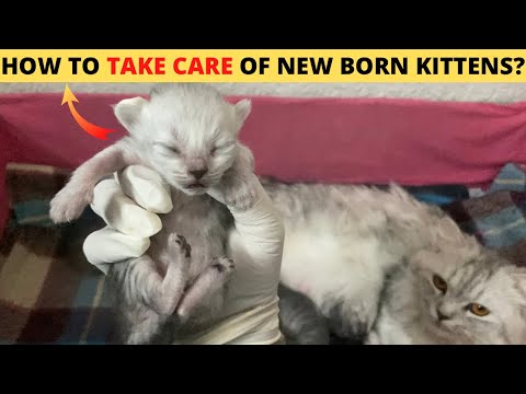 How to take care of newborn persian kittens😍| Newborn kitten care in winter🥶