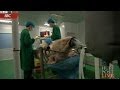 ​China Is Cloning Pigs