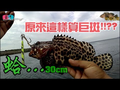 [69jigging] 蛤!...30cm玳瑁石斑差點破記錄!!??鐵板釣的果然大...2018/07/Shore Fish Taiwa...69鐵板路亞工坊