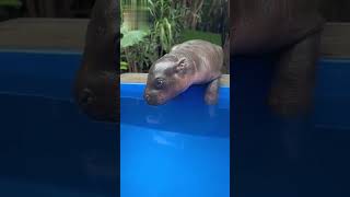 Before & After Animals Growing Up | Amazing Animal Transformation #shorts #animals