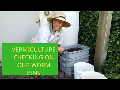 Checking On Our Worm Composting Bin Project