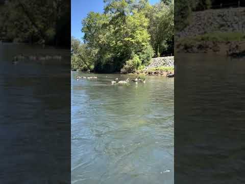 Paddling with the geese on the Toccoa River.