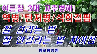 여름철 발생하는 고추 병해충 알아보기 - 역병이 잘 발생하는 밭의 특징