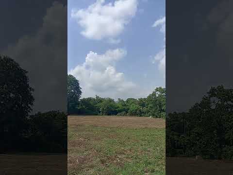 🌾 “The Charm of Santa Cruz Analquito Countryside – Corn, Beans & Nature 🌄#cuscatlan #country #nature