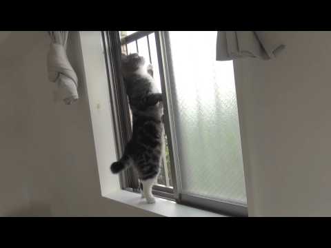 鳴くねこ６。-Meow Meow Maru 6.-