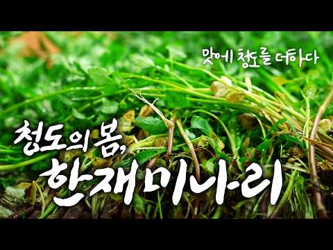 봄을 씹는 소리, 한재 미나리가 전해주는 청도의 맛 | 밭에서 밥상으로