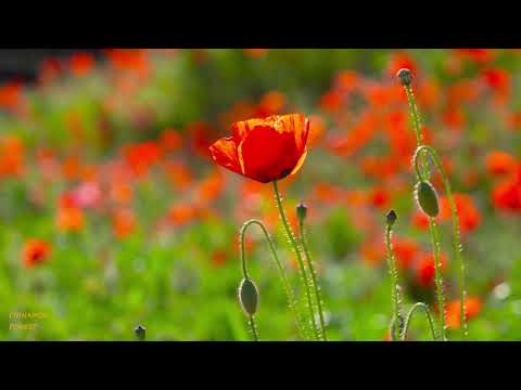 Blossoming Field Of Poppies - Calming Relaxing Restoring Music.