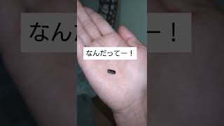 前に家に入ってきたゴキブリが卵を産みました
