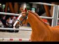 Ponette - AES - 4 ans - CSO - CCE - Dressage - France