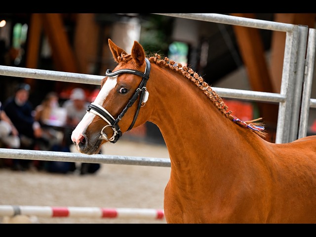 Ponette - AES  - 4 ans - CSO - CCE - Dressage - France