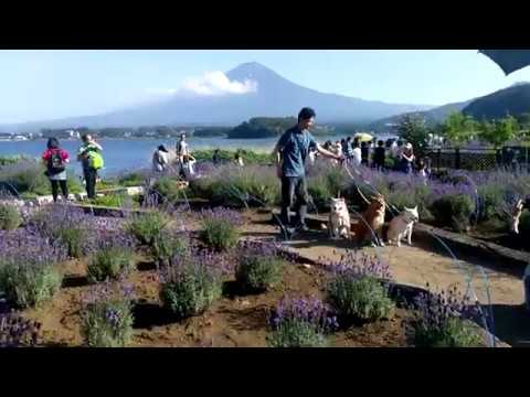 Shiba Inu with Fuji seen