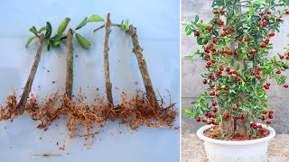 Growing Cherry Trees from Cuttings simple at home