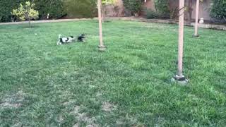 Video preview image #1 Chihuahua-Unknown Mix Puppy For Sale in Corona, CA, USA