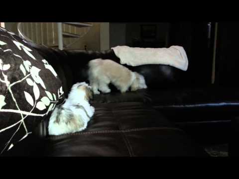 Wrestle wrestle wrestle